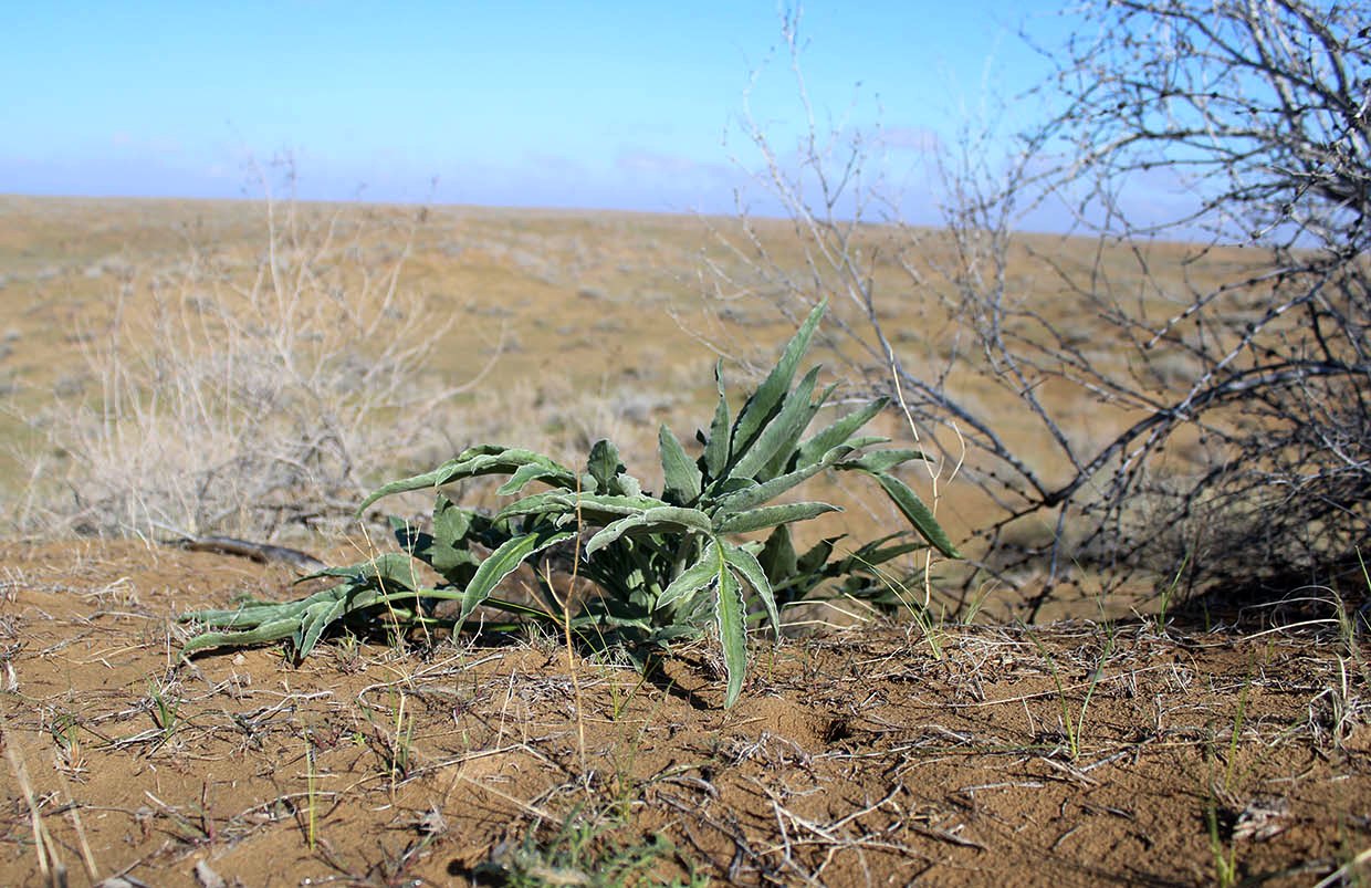 Image of Dorema sabulosum specimen.