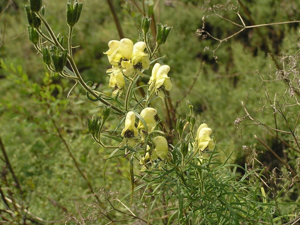 Изображение особи Aconitum anthoroideum.