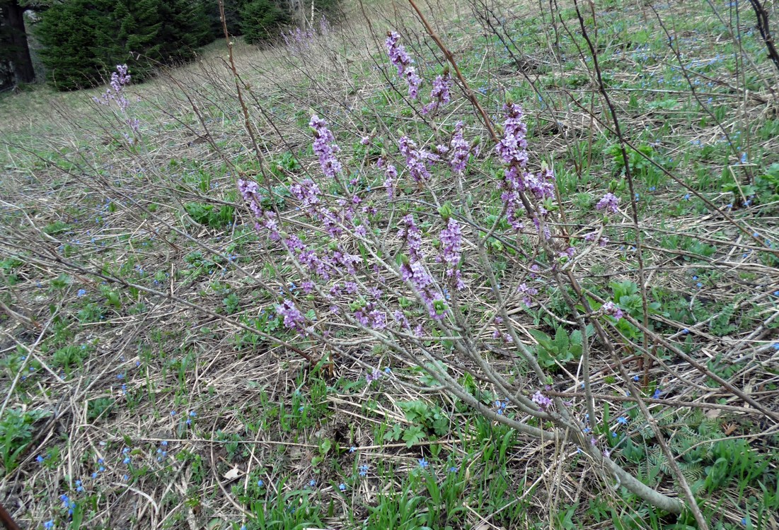 Изображение особи Daphne mezereum.