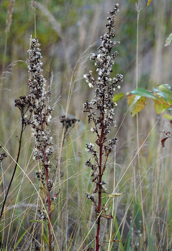 Image of Solidago virgaurea specimen.