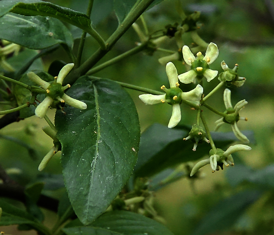 Изображение особи Euonymus europaeus.