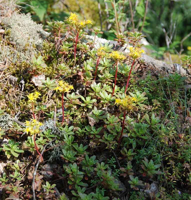 Image of Aizopsis hybrida specimen.