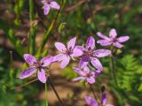 Erodium cicutarium