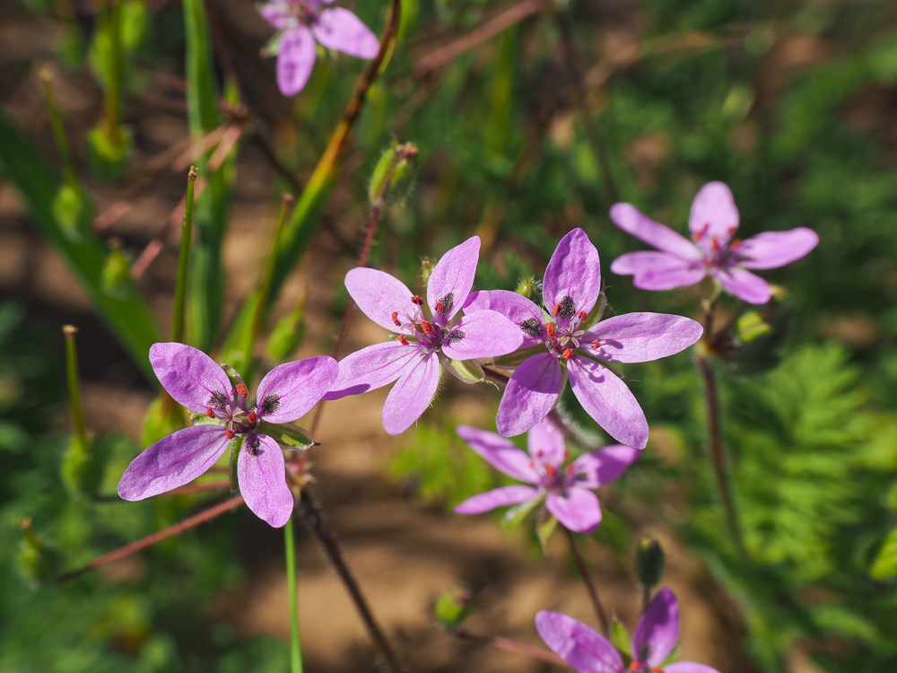 Image of Erodium cicutarium specimen.