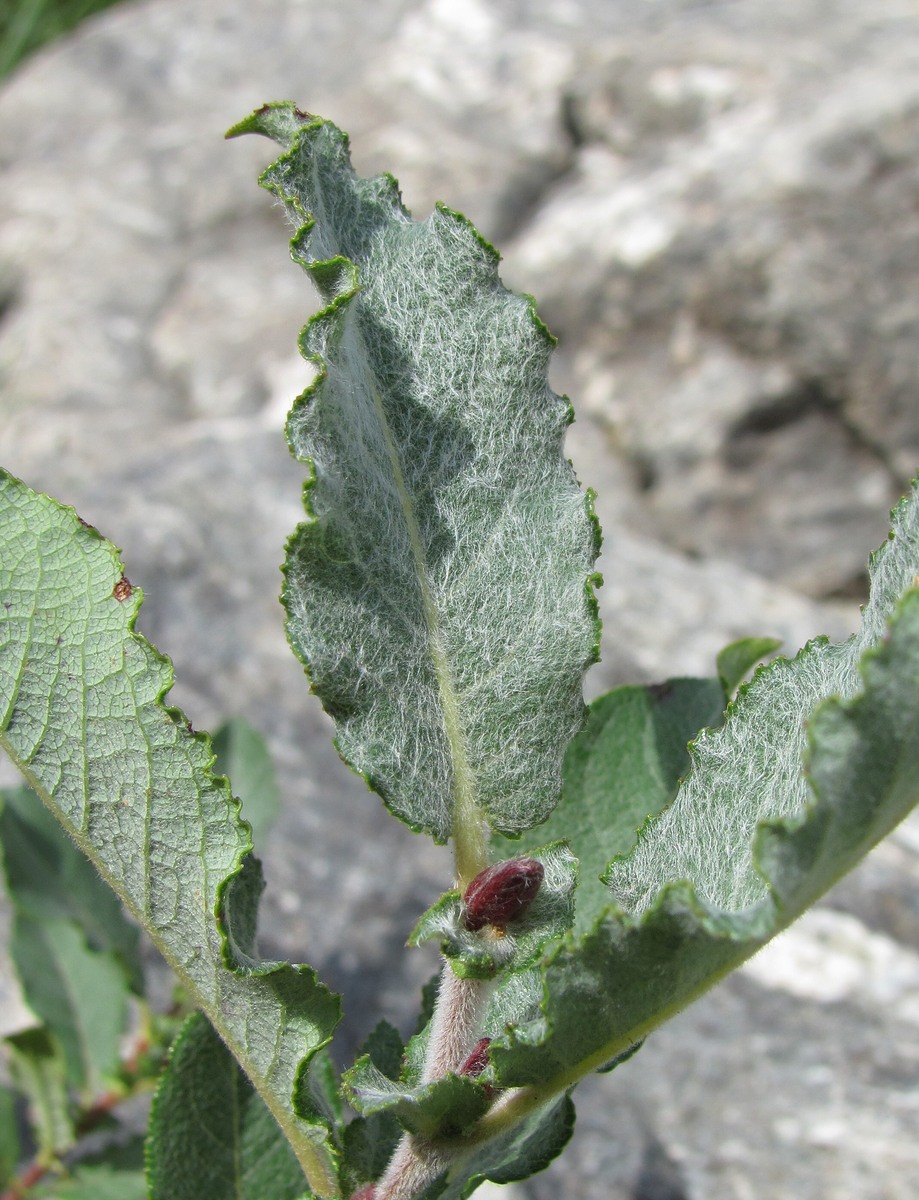 Image of genus Salix specimen.