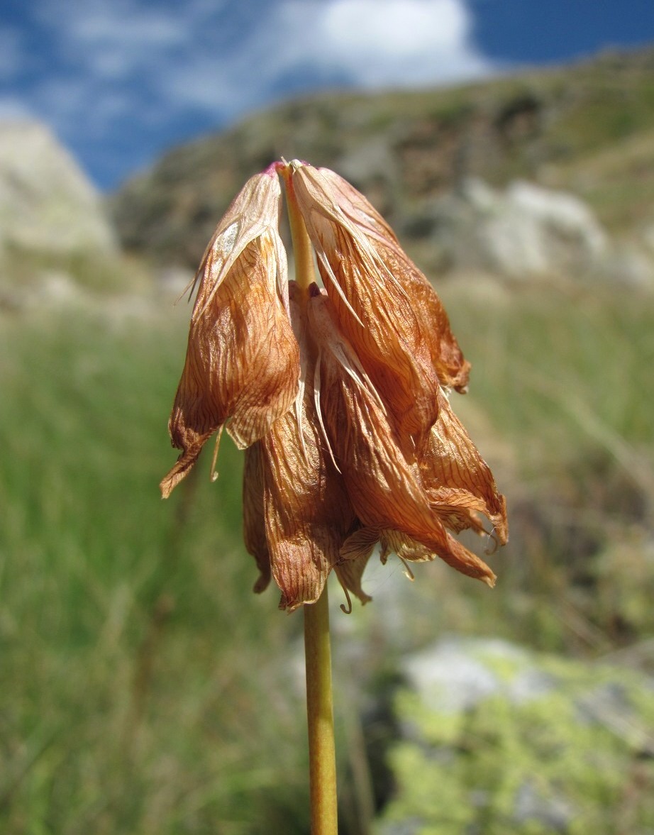 Image of Trifolium polyphyllum specimen.