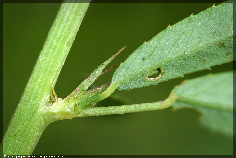 Изображение особи Melilotus dentatus.