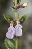 Teucrium chamaedrys