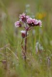 Смотреть изображение Petasites frigidus