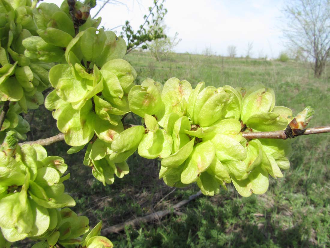 Image of Ulmus minor specimen.