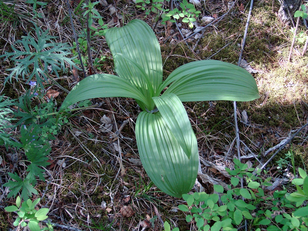 Image of Veratrum nigrum specimen.