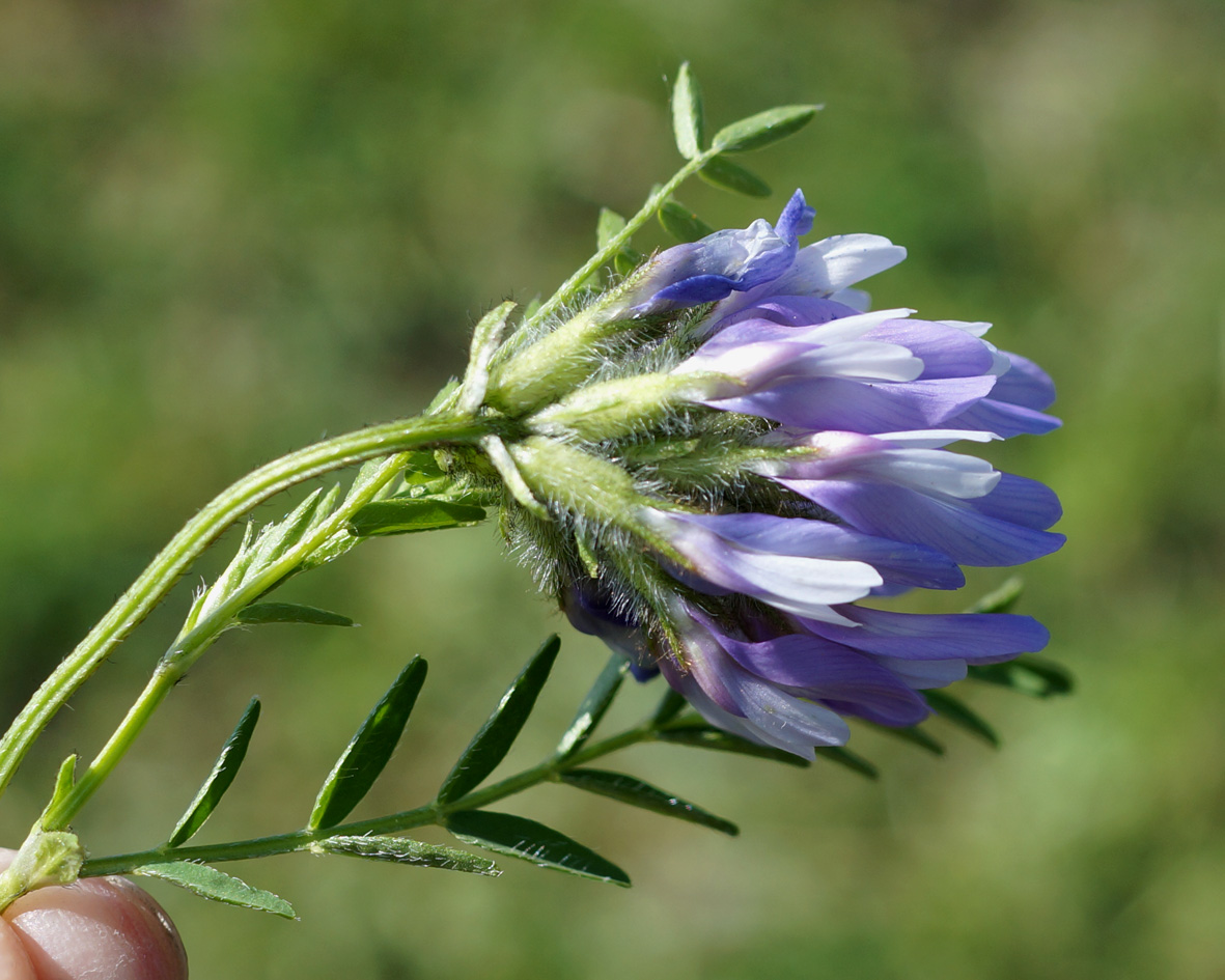 Image of Astragalus agrestis specimen.