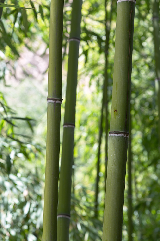 Image of genus Phyllostachys specimen.