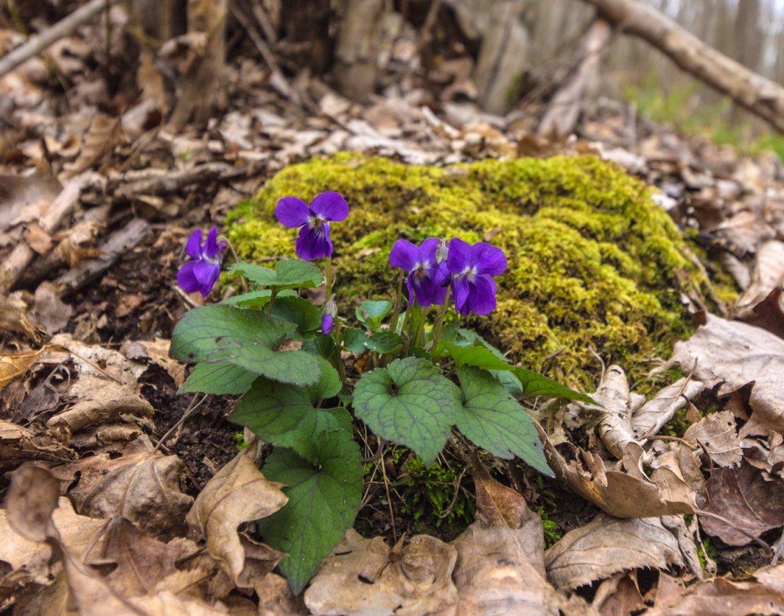 Image of Viola dehnhardtii specimen.