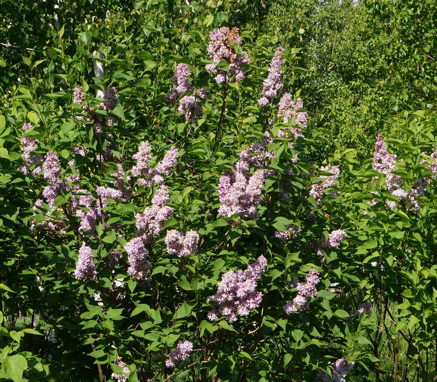 Image of Syringa vulgaris specimen.