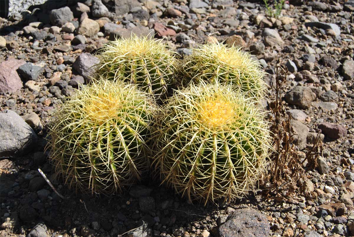 Изображение особи Echinocactus grusonii.