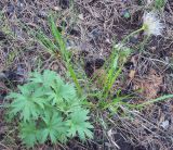 Pulsatilla patens. Плодоносящее растение. Башкирия, окр. Белорецка, гора Мраткина, опушка соснового леса на южном склоне. Последняя декада мая.