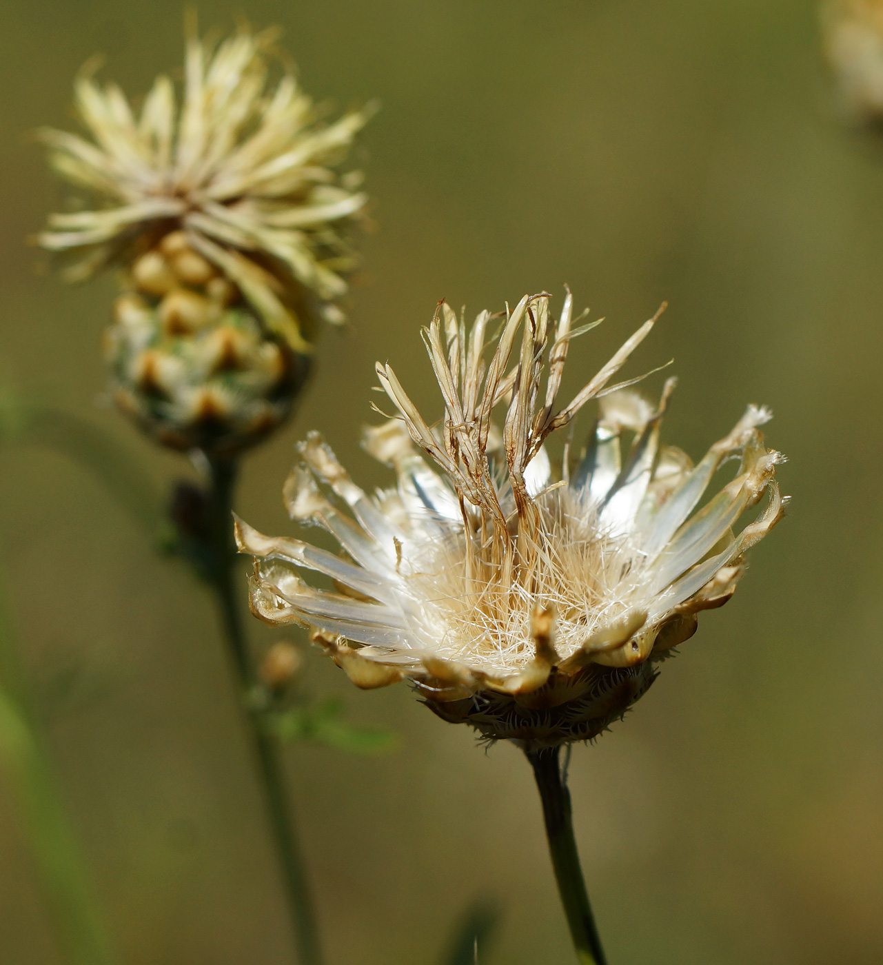 Image of Centaurea orientalis specimen.