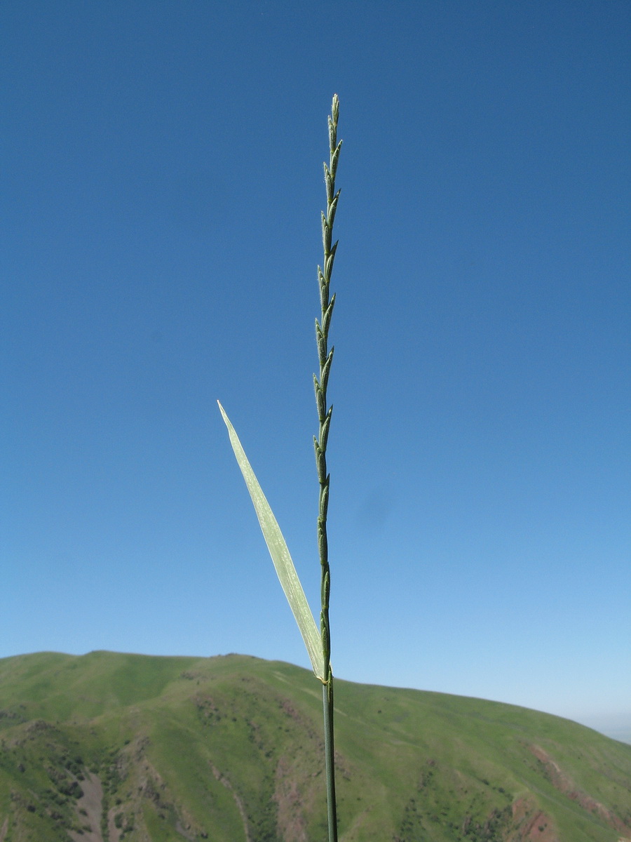 Image of Elytrigia pulcherrima specimen.