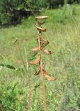 Astragalus falcatus. Соплодие. Кабардино-Балкария, Эльбрусский р-н, окр. пос. Эльбрус, ок. 2000 м н.у.м., субальпийский луг. 05.08.2018.