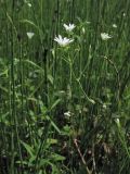 Stellaria palustris. Верхушка цветущего растения. Нидерланды, провинция Drenthe, национальный парк Drentsche Aa, луг в пойме реки Oudemolense Diep. 13 июня 2010 г.