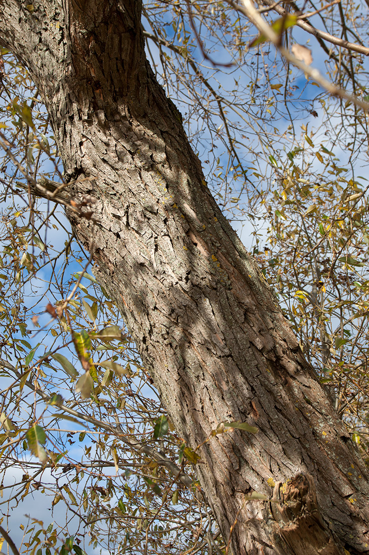 Image of Salix pentandra specimen.