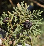 Cupressus sempervirens. Часть веточки с недозрелыми шишками. Республика Кипр, окр. г. Ларнака (Λάρνακα), невысокое каменистое плато. 09.12.2018.