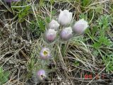 View full-size image Pulsatilla herba-somnii
