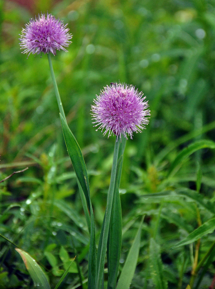 Изображение особи Allium amblyophyllum.