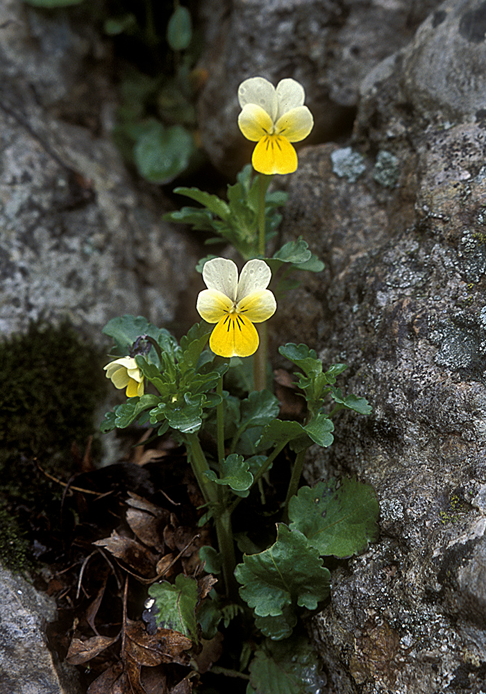 Image of Viola tricolor ssp. alpestris specimen.