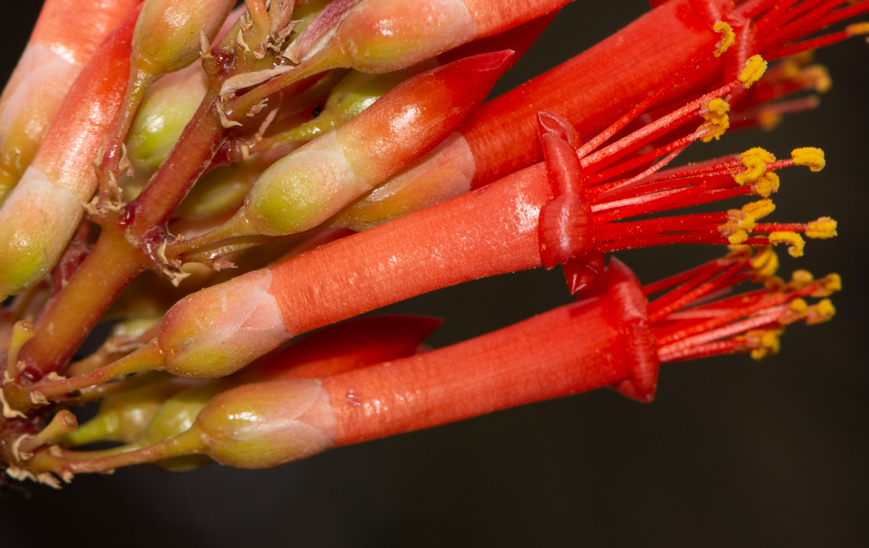 Image of Fouquieria splendens specimen.