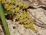 Lomandra longifolia