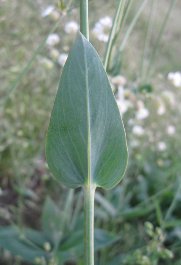 Image of Oberna behen specimen.