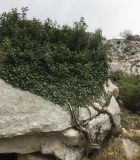 Hedera helix. Отплодоносившее вегетирующее растение. Черногория, г. Котор, скальный склон у моря. 08.02.2019.