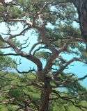 Pinus pityusa. Верхняя половина взрослого дерева. Краснодарский край, м/о город-курорт Геленджик, окр. хут. Джанхот, гора Святая Нина, сосновый лес. 10 июня 2017 г.