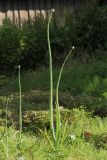Allium cepa. Расцветающее растение на огороде. Белоруссия, пос. Езерище. 27.06.2010.