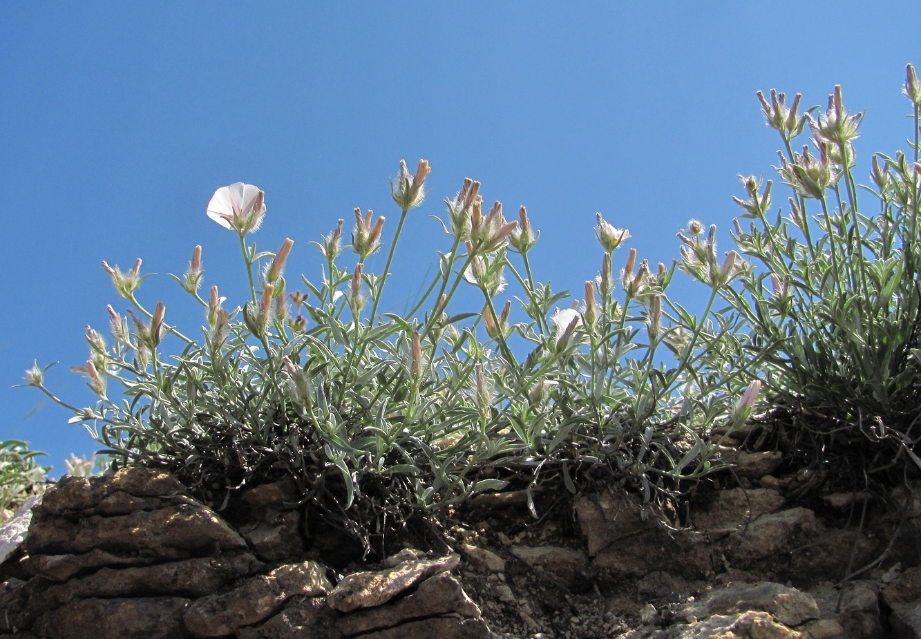 Image of Convolvulus ruprechtii specimen.