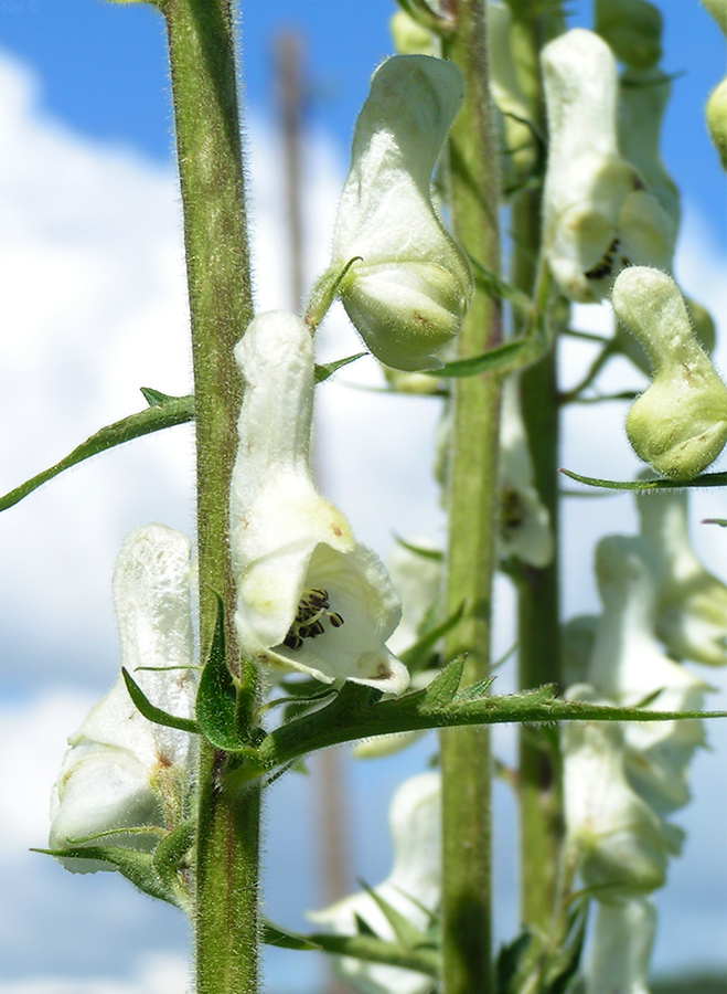 Image of Aconitum leucostomum specimen.