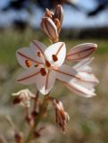 Asphodelus fistulosus. Верхушка побега с цветком и бутонами. Греция, Эгейское море, о. Парос, пос. Дриос, заброшенный приусадебный участок. 06.05.2019.