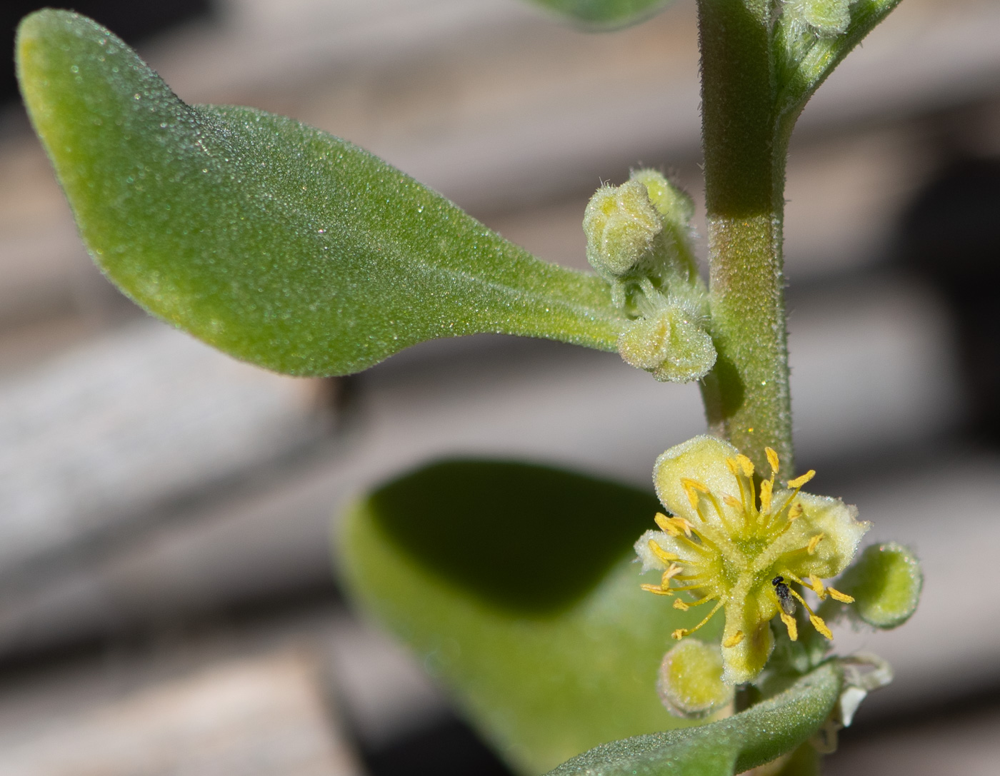 Image of Tetragonia decumbens specimen.