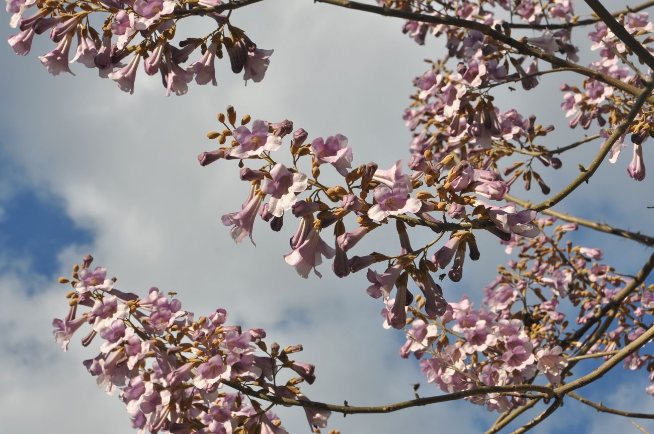 Image of Paulownia tomentosa specimen.