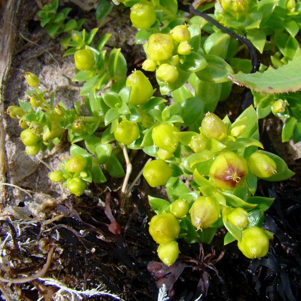 Image of Honckenya peploides ssp. diffusa specimen.