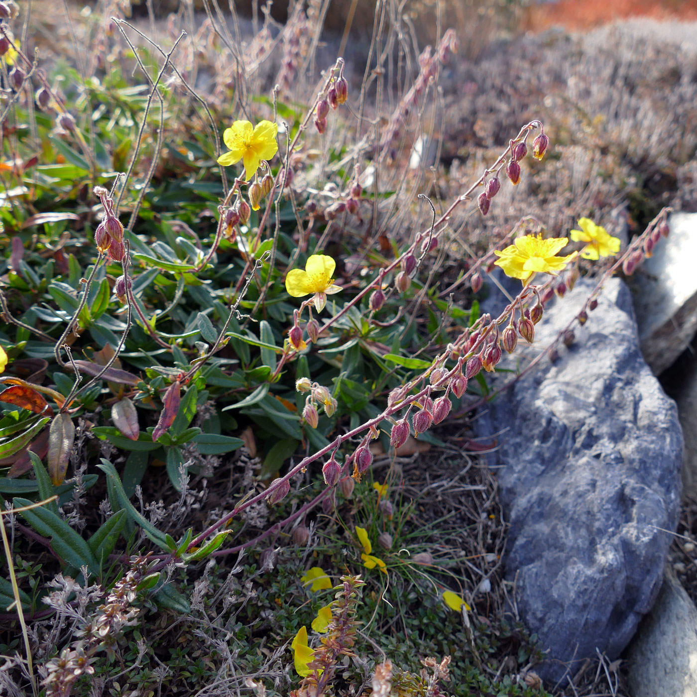 Image of Helianthemum nummularium specimen.