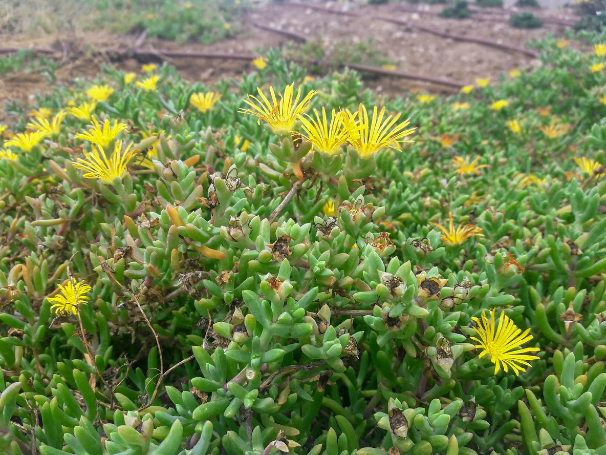 Image of familia Aizoaceae specimen.