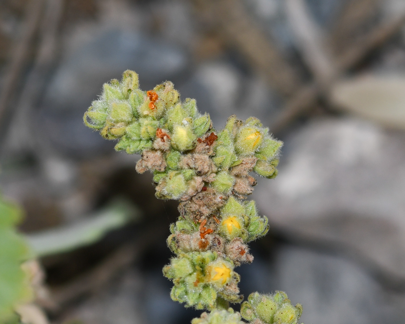 Image of Waltheria ovata specimen.