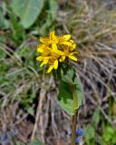 Ligularia altaica