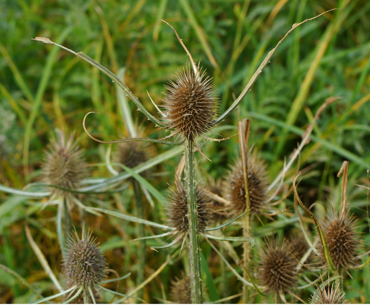 Image of Dipsacus fullonum specimen.