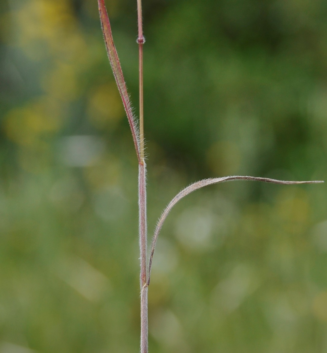 Image of genus Bromus specimen.