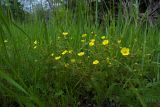 Potentilla caucasica. Цветущее растение с завязавшимися плодами. Республика Адыгея, г. Майкоп, южная окраина, между р. Белая и северной оконечностью водораздельного хребта Нагиеж-Уашх, луговая низина. 02.05.2020.