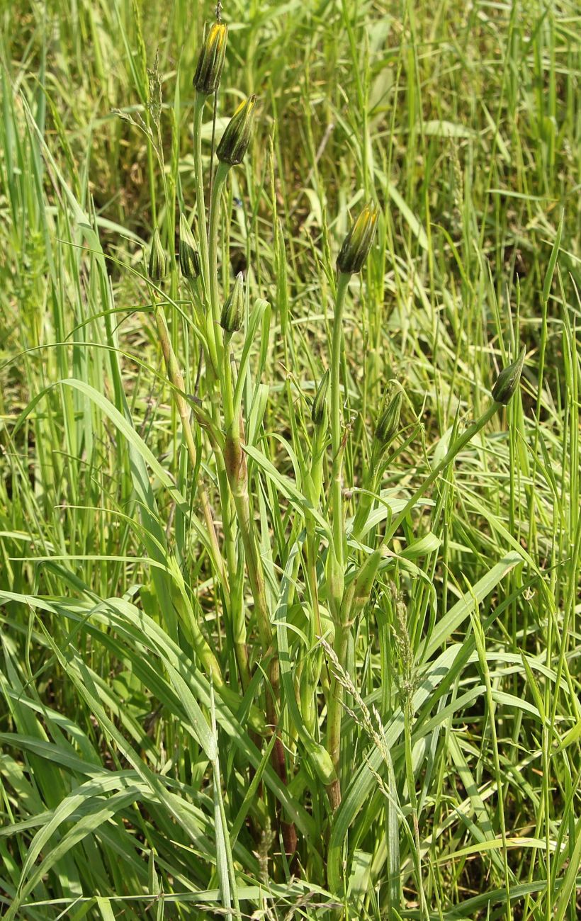 Image of genus Tragopogon specimen.